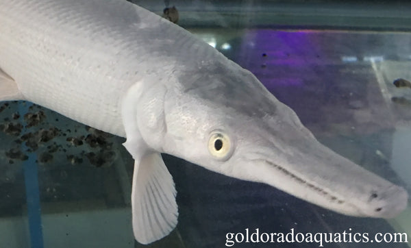 Platinum morph of an alligator gar fish at an aquarium store in Japan.