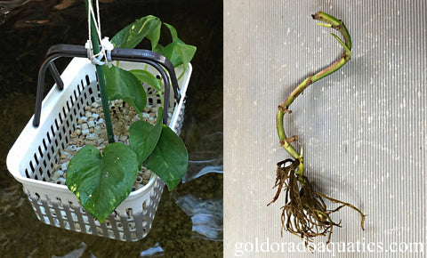 Before and after of a pothos house plant eaten by koi fish.