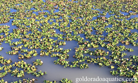 An image of a large number of water hyacinth plants floating in a pond.