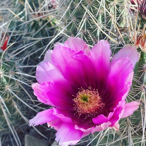 Desert Flower Tucson Arizona