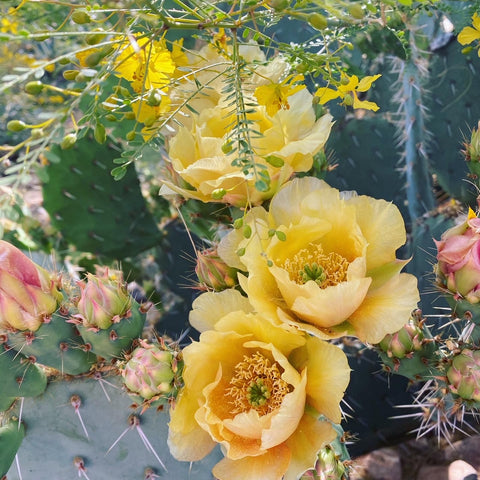 Desert Flowers Tucson Arizona