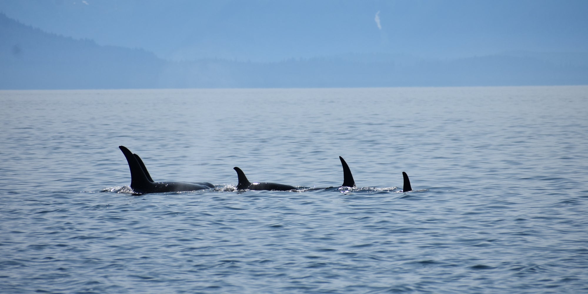 image of three whales