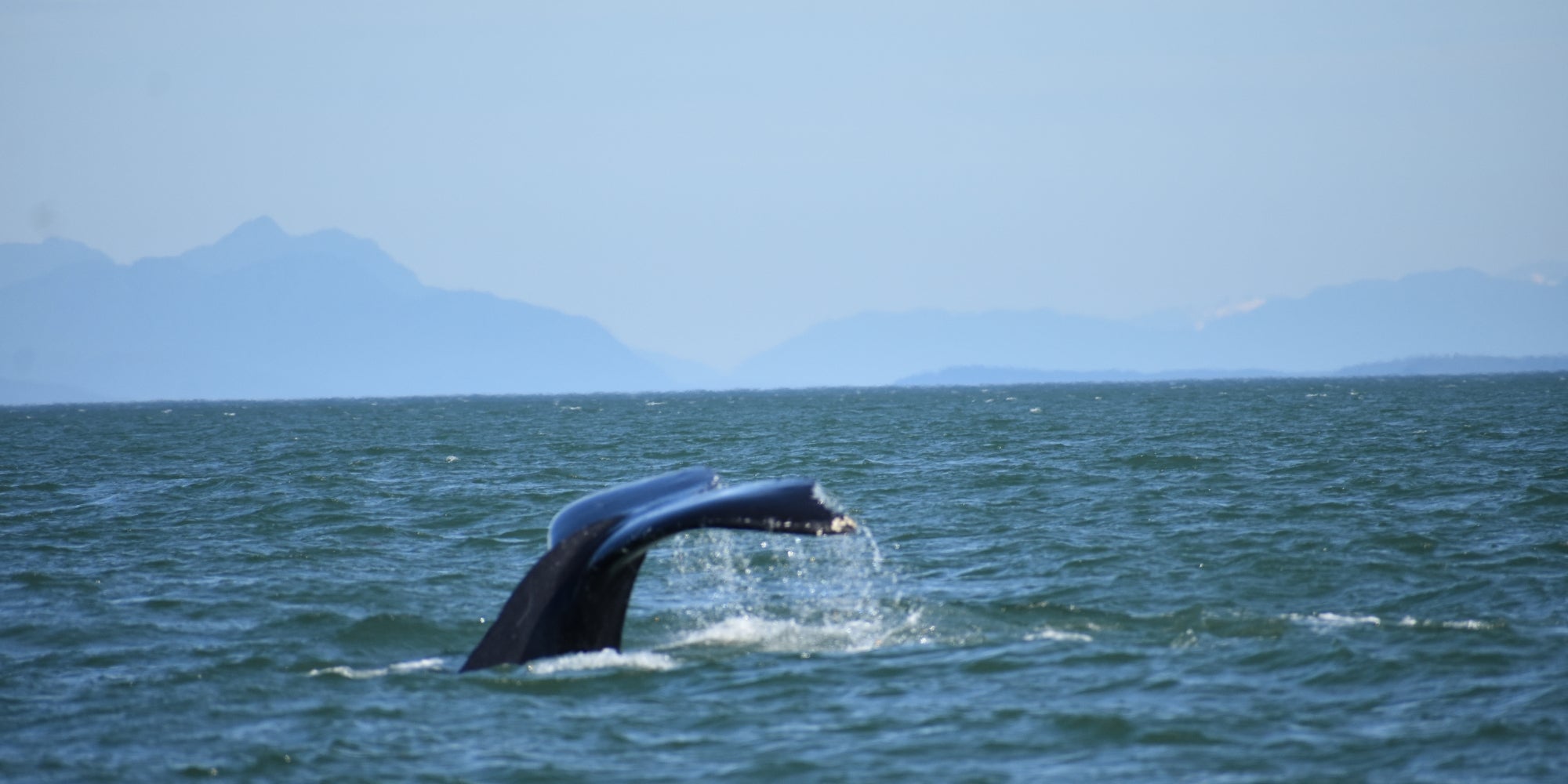 image of a whale