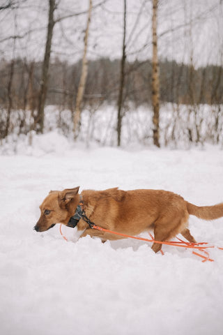 Chinook Dog Walking on Snow