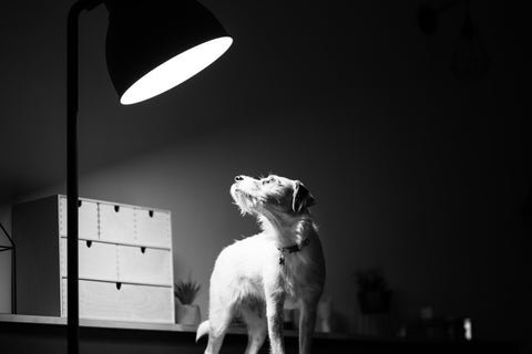 led lamp and a dog in a living room