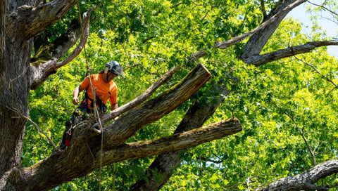 person removing a tree