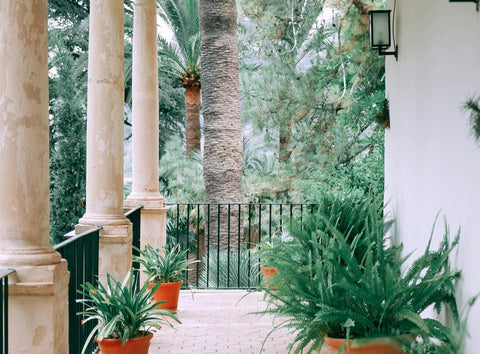 terrace with exotic plants