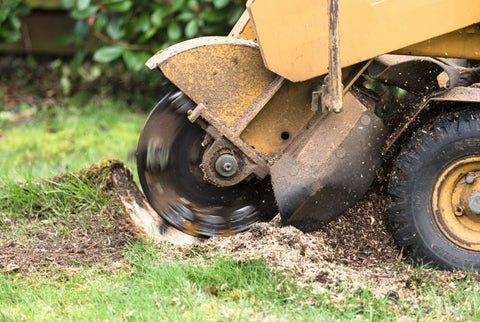 removing tree