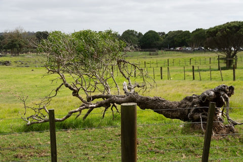 uprooted tree