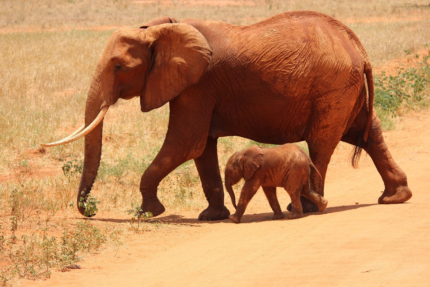 Elephant cow with baby elephant