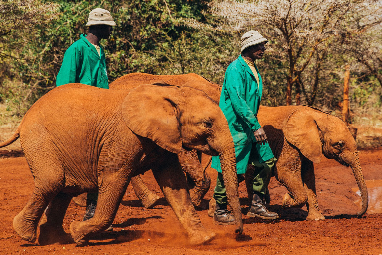 Relief organisation for elephants in need