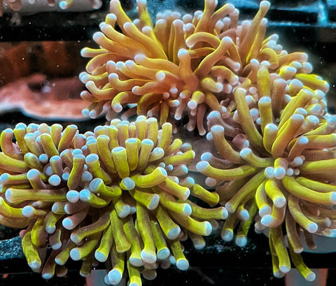24K Gold Torch Corals