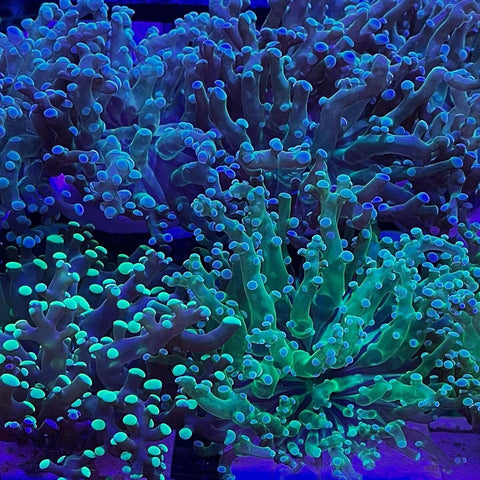 Coral engendro de rana