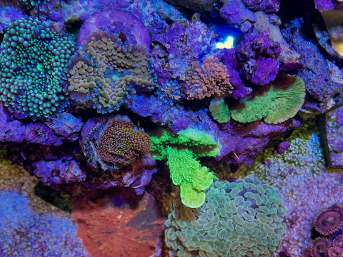 Fluval Evo 52 l saltwater coral aquarium