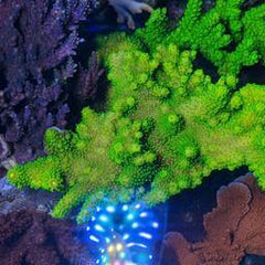 acuario de arrecife de coral