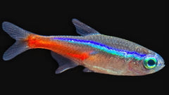 Neon tetra fish blog