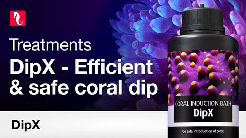 Red Sea DipX Liquid Coral dip para parásitos