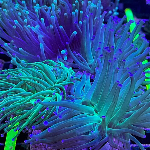 Corales Antorcha
