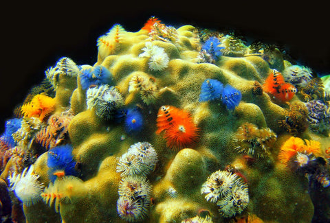 árbol de navidad gusano corales alimentación