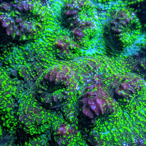 Beginner's Guide to LPS Corals