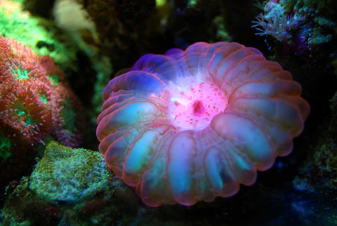 Guía para principiantes de corales LPS