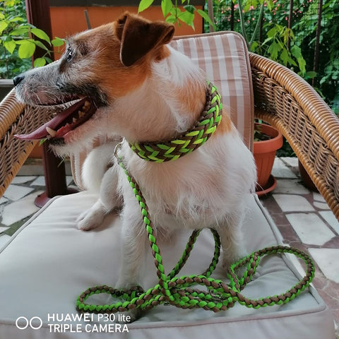 Handmade collar and leash for dog terrier, colorful, personalised - Paracord for pets