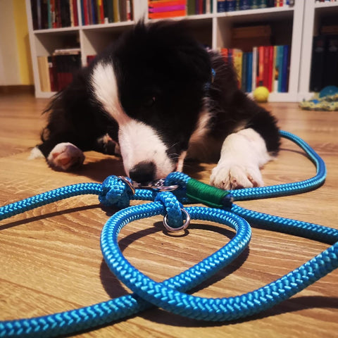 Handmade collar loop leash for medium dog border collie, australian shepherd - paracord for pets shop