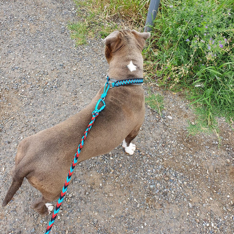 Handmade collar leash for medium dog pitbull dog argentina - paracord for pets shop