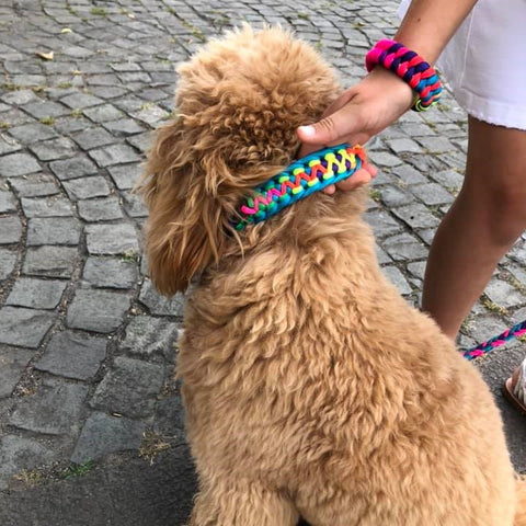 Handmade collar cord for medium dog doodle poodle - paracord for pets shop
