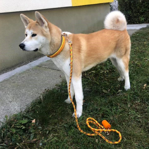 Handmade collar leash for medium dog akita inu - paracord for pets shop