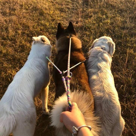 Handmade loop leash for multiple dogs - paracord for pets shop