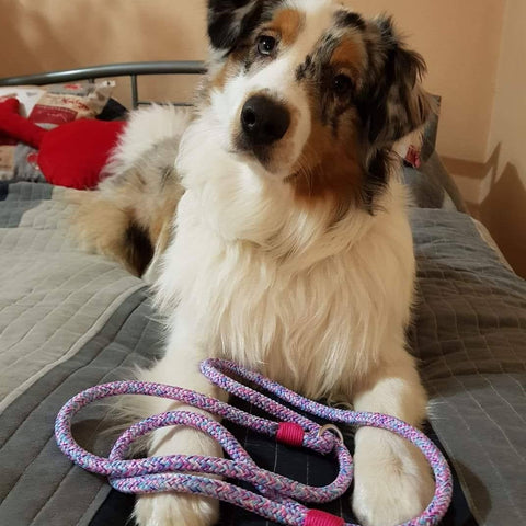 Handmade loop leash braided for medium dog australian shepherd - paracord for pets shop