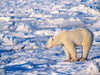 Polar Bear and Ice Caps