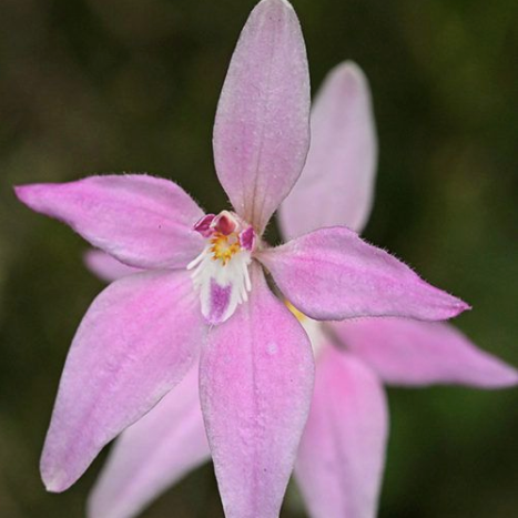 pink fairy flower orchid 