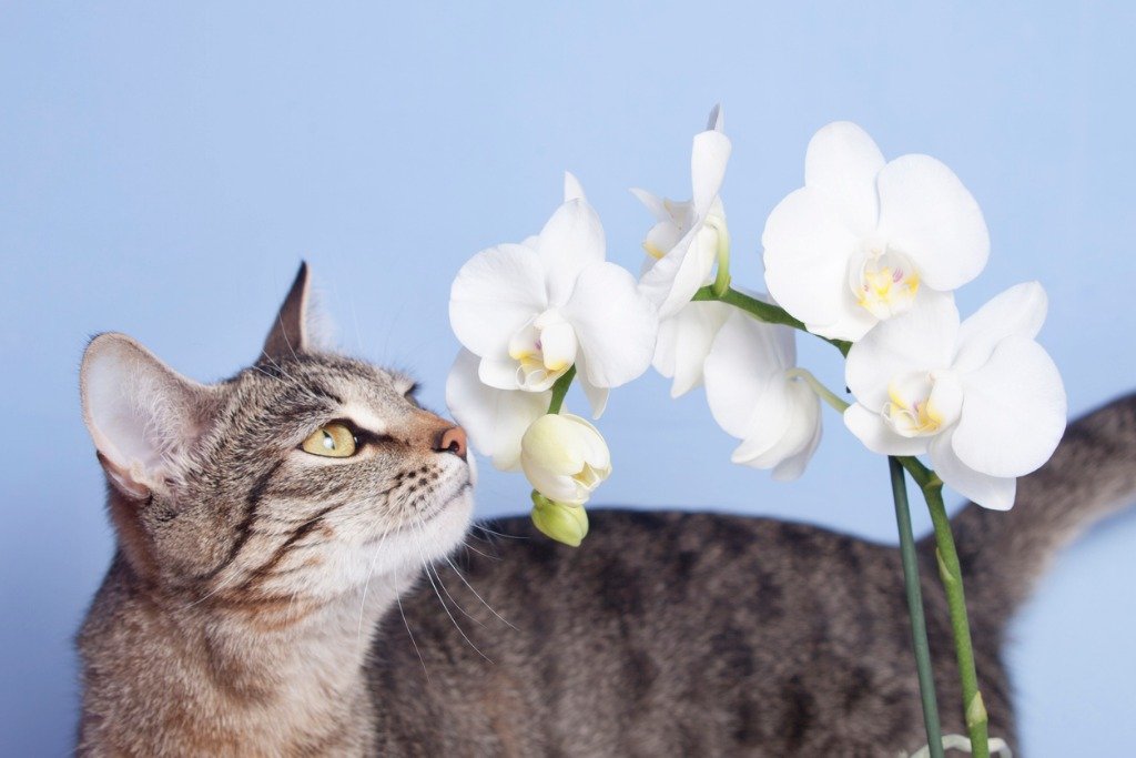 Les orchidées sont-elles toxiques pour les chats ? Expert révèle - Cat Cave  Co