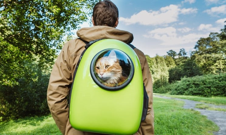 cat porthole backpack