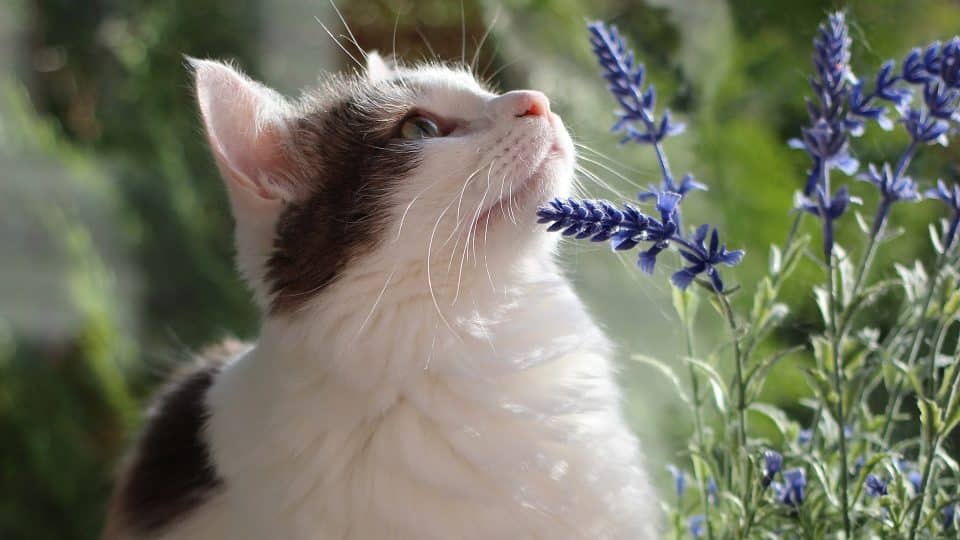 What Essential Oils Are Safe To Diffuse Around Cats Cat Cave Co