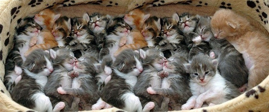 8 котят у кошки. У котят открываются глазки. Глаза у котят открываются. Недельные котята.