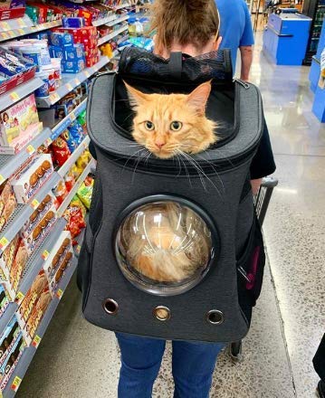 53 Top Photos Best Cat Backpack Carrier For Large Cats : The 25 Best Cat Backpacks Of 2020 Cat Life Today