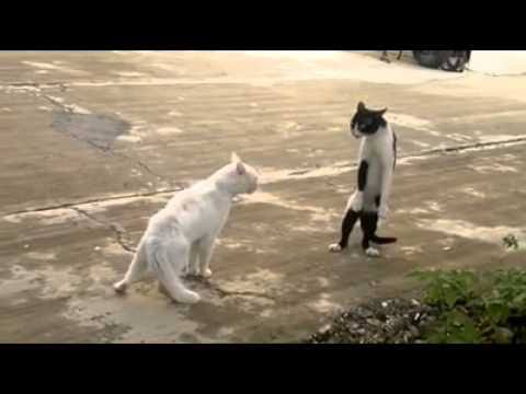 Cats Want to Intimidate and Repel Predators