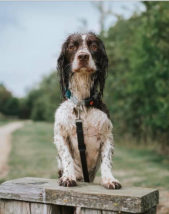 Dog has gained muscle mass with Joint Aid for Dogs