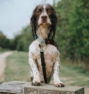 Dog has gained muscle mass with Joint Aid for Dogs