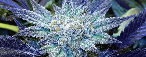 Blue Frost Strain - Everything you need to know & more! – Weed Republic
