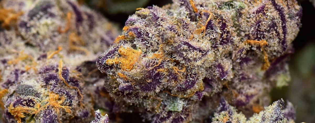 dank purple punch strain