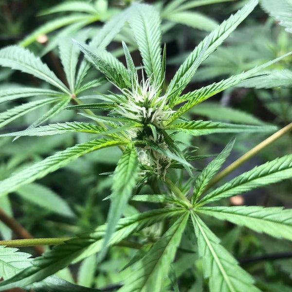 Skywalker OG grow cannabis plant