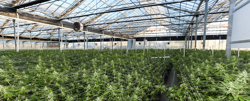 A commercial grower's greenhouse full of True OG plants, image from Glass House Farms on Instagram
