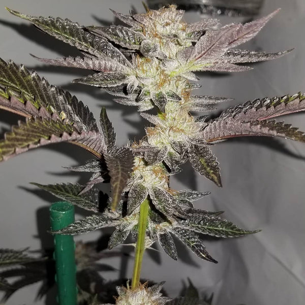 Animal Cookies marijuana plant grow