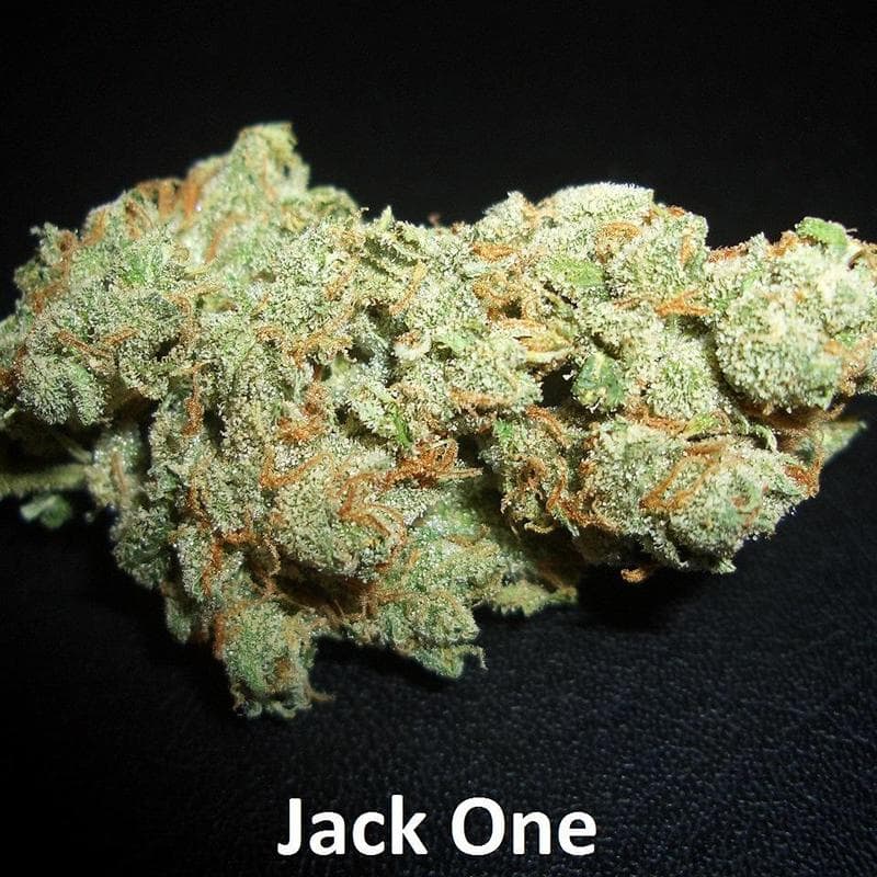 Another Jack One bud to love,