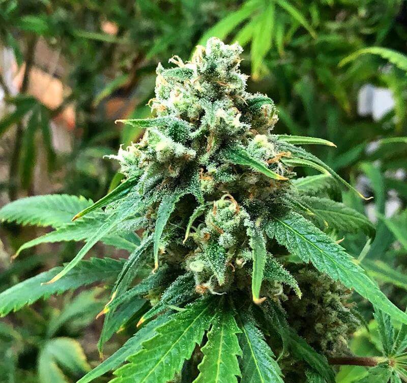 J1 marijuana plant,