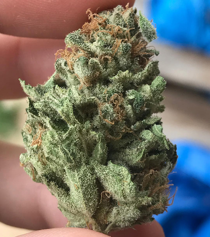 Nug or bud of LSD weed, image from The Dank Dungeon on Instagram